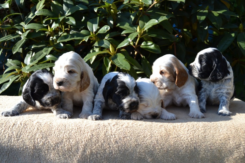 9-Janet, Jantar, Just, Jambo, Jessi, Janie.JPG